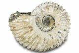 Bumpy Ammonite (Douvilleiceras) Fossil - Madagascar #289094-1